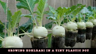 Growing kohlrabi in a tiny plastic pot, it was unbelievable that it still gave such a high yield