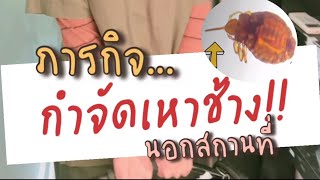 ภารกิจ…กำจัดเหาช้าง | หมอโบว์ หมอตัวเล็กกับคนไข้ตัวใหญ่