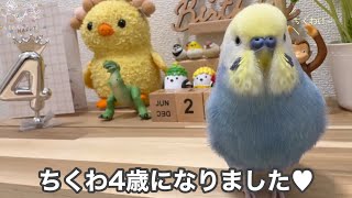 #188 【誕生日】ちくわ4歳おめでとう！！これからもずっと一緒にいてね #セキセイインコ #セキセイインコちくわ #ちくわ #パステルレインボー #男の子 #ちくわちゃんねる #4歳 #お喋り