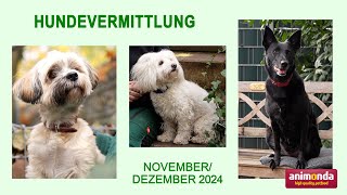 Hundevermittlung - November/Dezember 2024 (Tierheim Hannover TV)