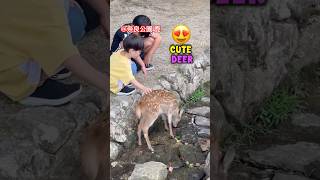 赤ちゃんを触る奈良の鹿の子たち 可愛すぎて手に負えない！| Nara Park deer 🦌 in japan