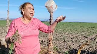 aquí, compartiendo un poco más de Sinaloa 🍅