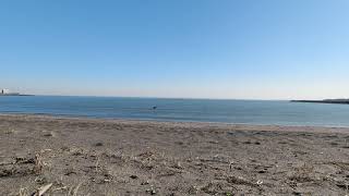 葛西海浜公園 西なぎさ 海岸風景【３】