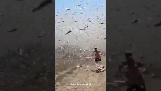 The One Touch That Turns Locusts into a Swarm! 🦗🦗