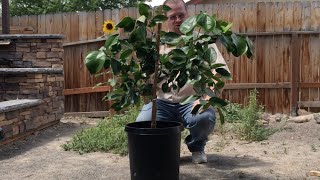 Growing and Shaping Citrus Trees in Containers