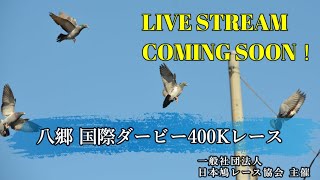 2024年度 八郷国際委託鳩舎レース「国際ダービー400K」ライブ配信！(アーカイブ）