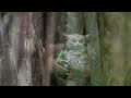 tarsius tarsier eating grasshopper in tangkoko nature reserve north sulawesi indonesia