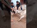 Eid 2nd day Qurbani 2023 ✨❤️ | Mashallah | #shorts