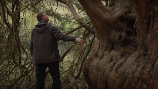 Conserving our Ancient Yews