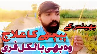 #Bhance ky paychy ka elaj bilkul free!بھینس کے پیچھے کا علاج بلکل فری|