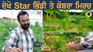 ਦੇਖੋ star ਭਿੰਡੀ ਤੇ ਕੋਬਰਾ ਮਿਰਚ l Dharat De Jaaye | EP 85 l Rajeev Kalra l Sarbjeet Singh Sidhu