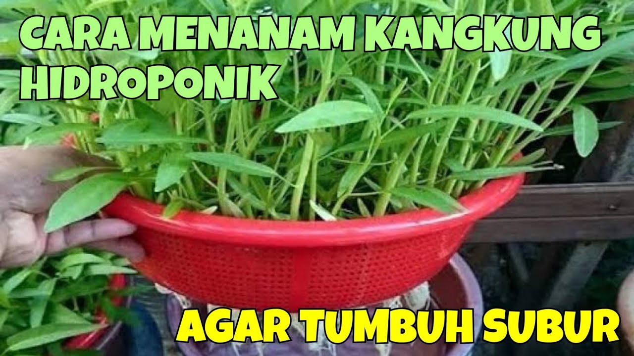 CARA MENANAM KANGKUNG HIDROPONIK DI RUMAH UNTUK PEMULA. MUDAH DAN MURAH ...