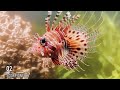 The Most Venomous Fish in the World / white palace on the hill