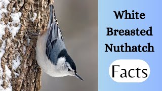 5 Fascinating Facts about White Breasted Nuthatch