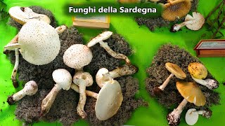 Mycological Exhibition of Sardinian Mushrooms in Serri for Saboris Antigus ~ 11 10 2024 | Sardinia