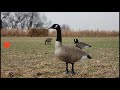 custom field goose blind