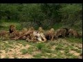 Lions Attacked And Kill Giraffe