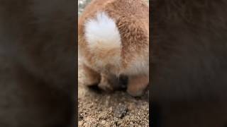 疲れた脳を一度壊して再生させるお尻ぐりぐり #うさぎ #けつようび #bunny