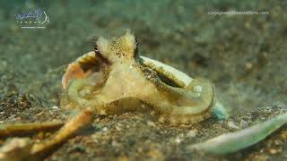 Coconut Octopus building a new house!