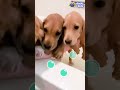 These Cute Puppies Need A Bath! | Dodo Kids | Short