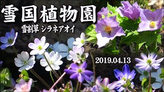 雪国植物園 雪割草 シラネアオイ 2019/04/13 撮影