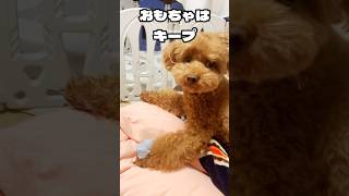 おもちゃはキープするトイプードル#toypoodle