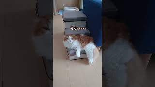 二度寝させてほしい猫　#shorts