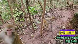 野生猕猴的亲密繁衍期，走进深山野怪，一探风采