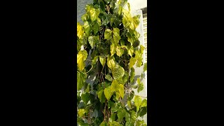 widely grown magical Betel leaf plant(Thamalapaaku)