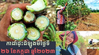 ការដាំដុះដំឡូងមីថ្ងៃទី២៦ ខែសីហា ឆ្នាំ២០២៣ - វគ្គ០១