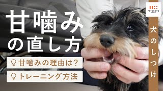 犬が甘噛みする理由や直し方をドッグトレーナーが解説！（犬のしつけ/子犬/成犬/保護犬/噛む）