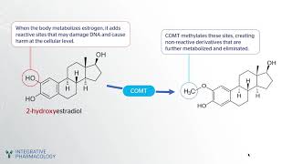 How COMT Metabolizes Estrogen