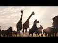 Circle of life Nants' Ingonyama (Music Video) From The Lion King 2019