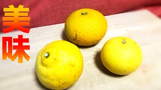 Three recommended citrus fruits! Eating and comparing Ogonkan, Haruka, and Sweet Spring!