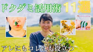 【野草の知恵】捨てちゃうなんてもったいない！ドクダミを日常に取り入れる方法