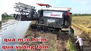 XEM MÁY CẮT LÚA KUBOTA DC105X CHUYỂN TRÊN VUÔNG TÔM THẤY MÀ HÓT TIM