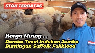 Review Harga Murah Domba Texel Bunting Suffolk FB | @AGROTV9