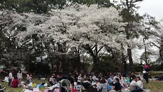 代々木公園　春の散歩　2023/3/21 12