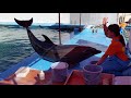 【イルカ】キャッチボール ＆トレーニング ショー @伊勢シーパラダイス（三重県） dolphin