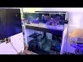 New Reef Tank Build - Waterbox 105.4 Frag - Part 2 Aquascape and Cycle