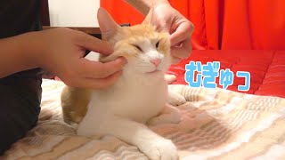 マッサージの気持ち良さに落ちる猫たち