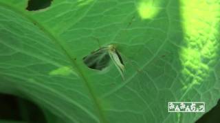 カンタン(邯鄲)秋の鳴く虫