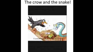 கருநாக பாம்பும்,காகமும்! The crow and the snake!