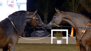 ALRUBATIYA INTERNATIONAL ARABIAN HORSE CHAMPIONSHIP 2023 - The official aftermovie