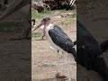 Identify the Birds in the video and write their names in the comment section. #birds