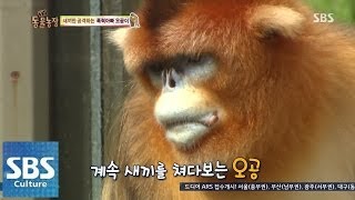 오공이는 왜 새끼만 공격할까? @TV동물농장 140706