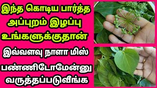 😀🤗இந்த கொடிய எங்க பார்த்தாலும் விட்டுறாதிங்க அப்புறம் இழப்பு உங்களுக்கு தான்/Rasi Tips