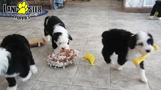 Playful Mini Sheepadoodle Puppies