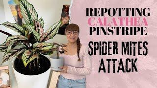 Brought Plant Back From The DEAD: Spider Mite Attack: 3 Different Ways \u0026 What Worked!