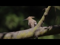 冠羽を広げるヤツガシラ eurasian hoopoe